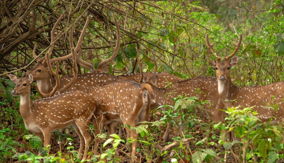 Mahananda Wildlife Sanctuary
